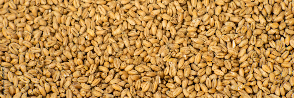 wheat background, wheat grains in the sun, wheat grains prepared for sowing, pszenica wheat background, wheat grains in the sun, wheat grains prepared for sowing, pszenica