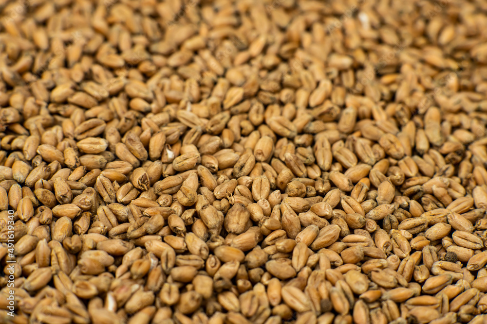 wheat, wheat grains in the sun, wheat grains prepared for sowing, pszenica wheat, wheat grains in the sun, wheat grains prepared for sowing, pszenica