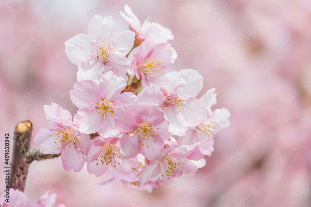 Fototapeta premium 河津桜