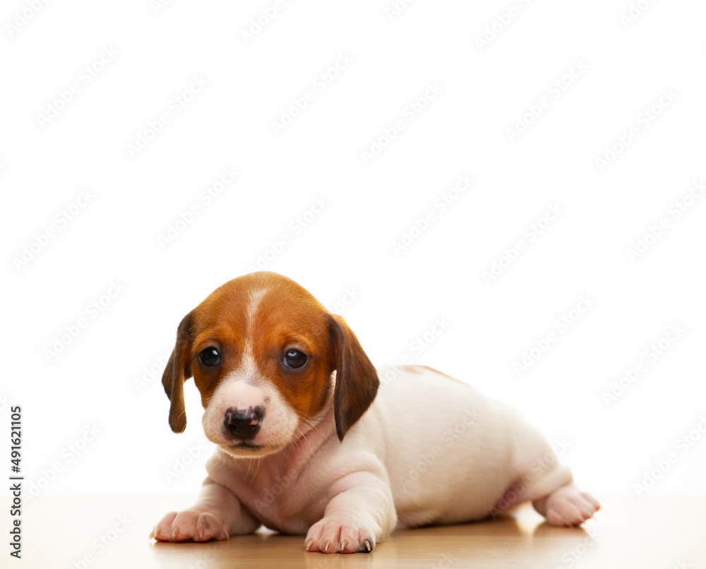 image of dog white background