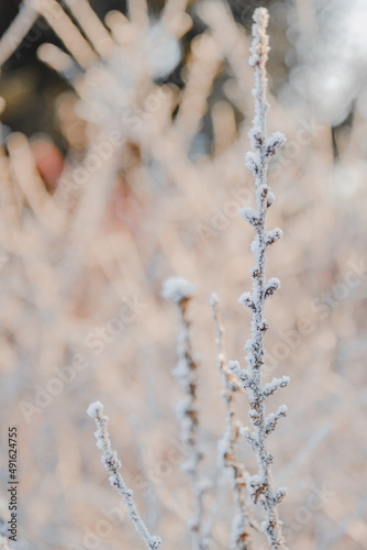 Structure and texture of ice lenses, frozen snowflakes on a tree branches. Frost and cold. Cold gamma. Selective focus. Winter season and frost. Sub-zero temperature. Close-up. First snow. © Artem