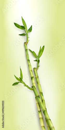 Fototapeta Naklejka Na Ścianę i Meble -  green color bamboo cane against green color background