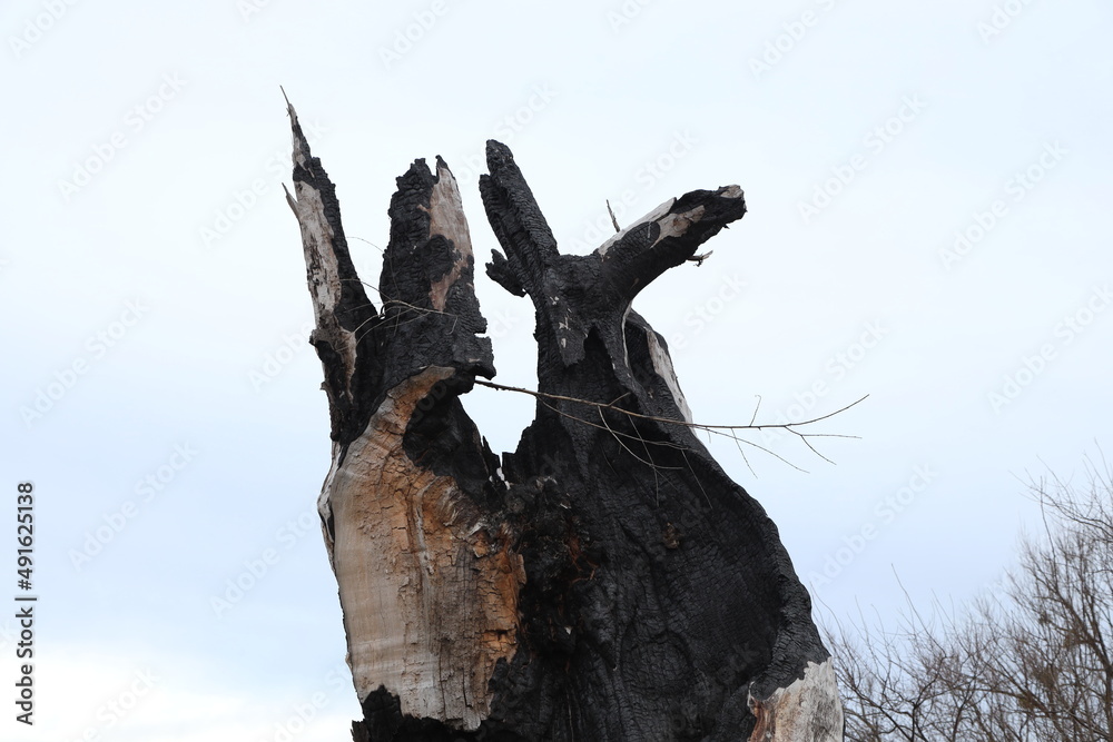Fototapeta premium Old snag at the frozen lake