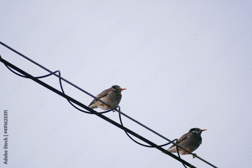 日本、冬、電線で休むムクドリ Stock Photo | Adobe Stock