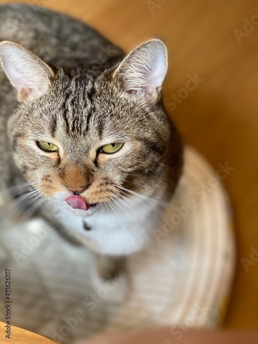 tabby cat portrait, licking the lip, Mr. Marshmallow March 9th 2022