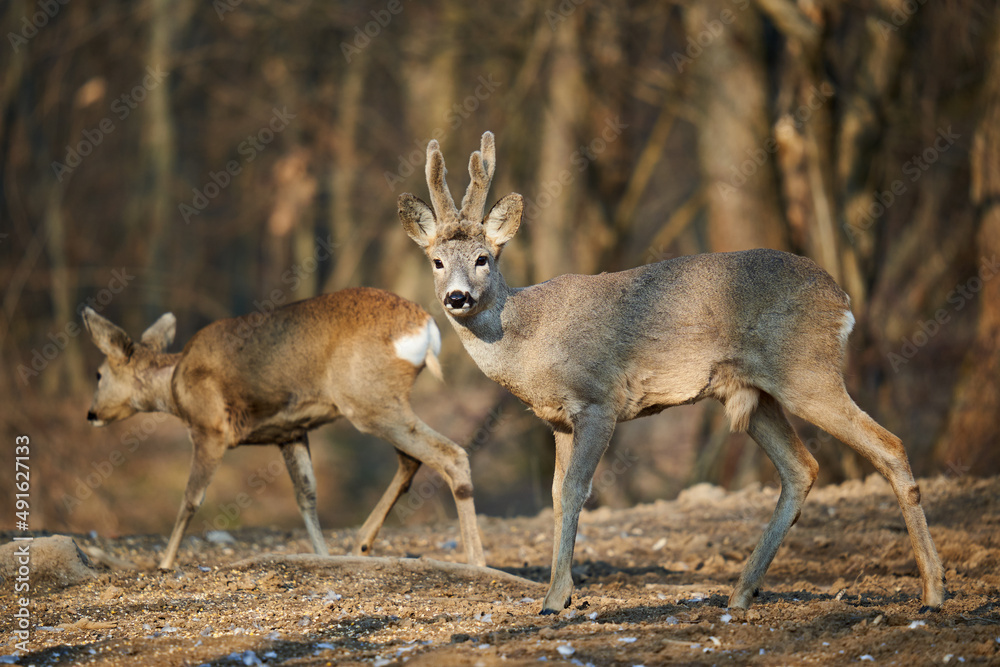 Obraz premium Roe deer couple in the forest