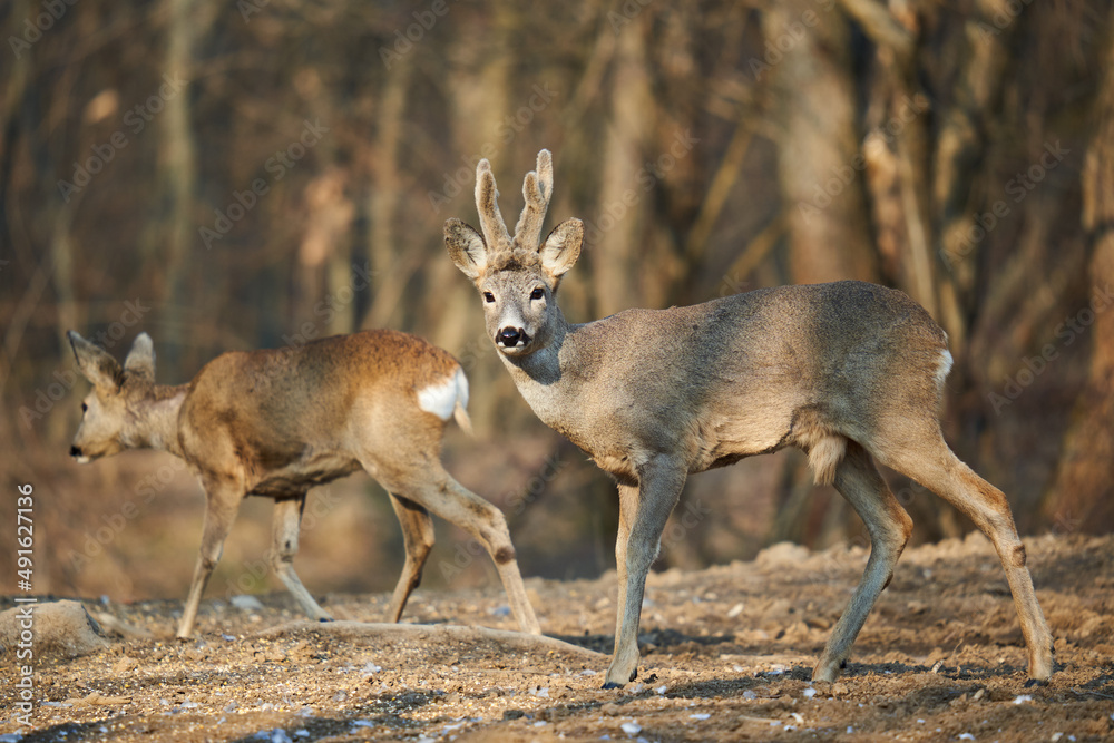 Fototapeta premium Roe deer couple in the forest