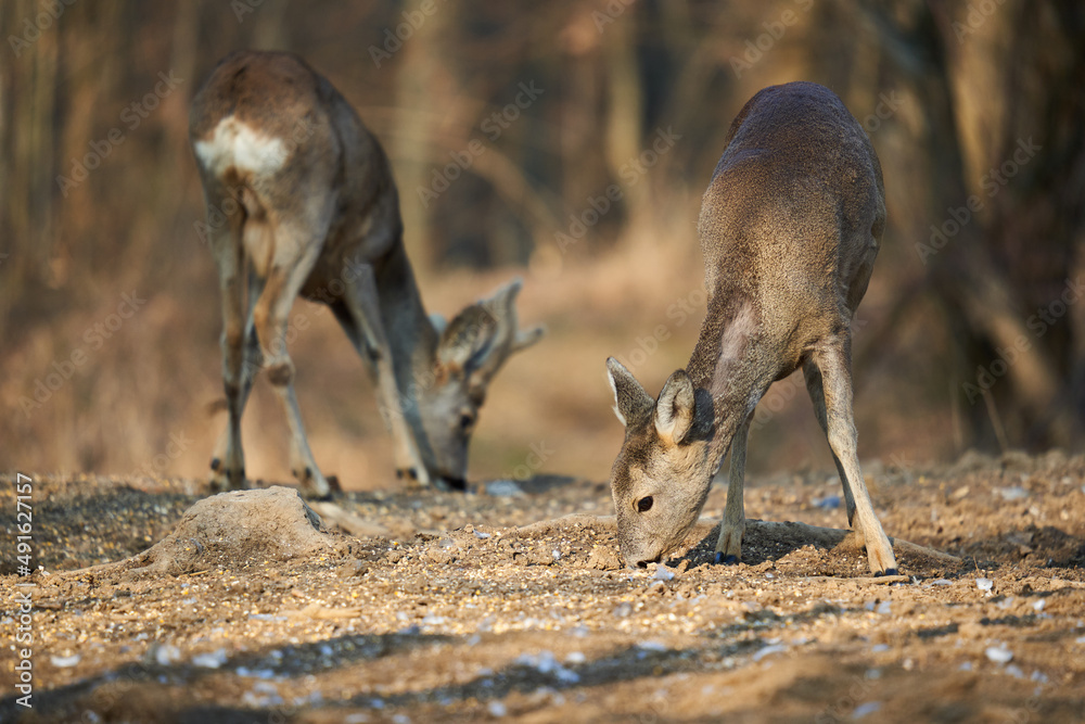 Naklejka premium Roe deer couple in the forest