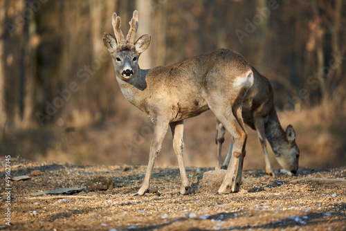 Roe deer couple in the forest