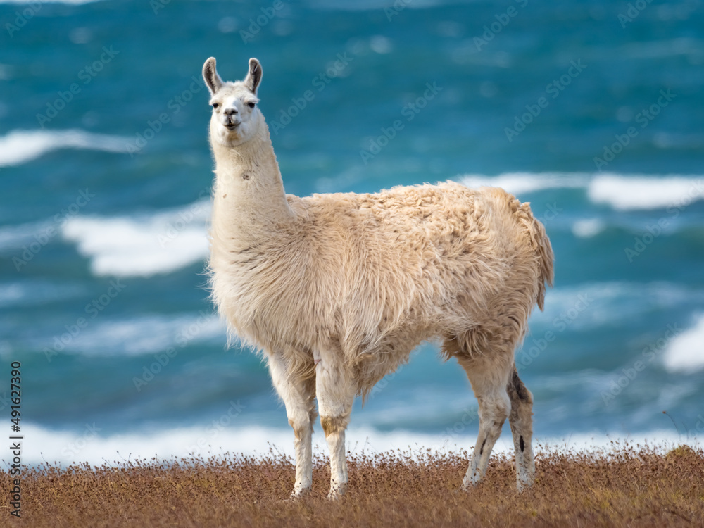 Fototapeta premium Semi-wild white llamas on the windy shores of Tierra del Fuego in southern tip of south America