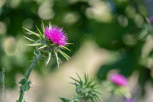 Thistle plant in the field. Onopordum Acanthium