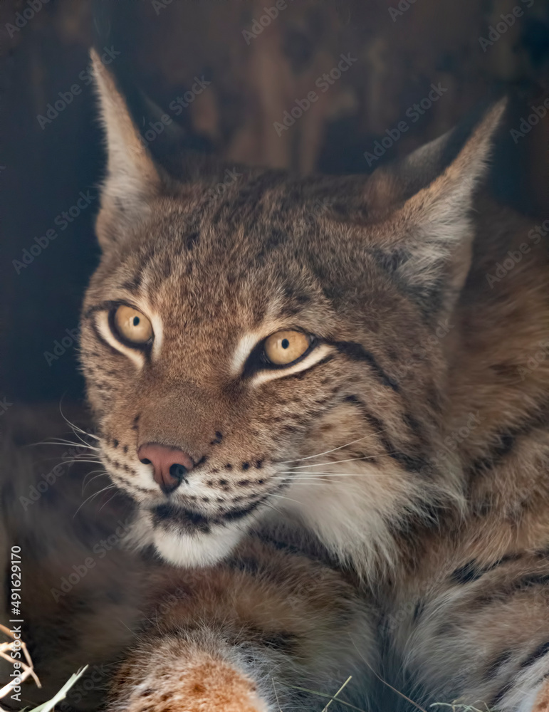Lynx looks with predatory eyes from the shelter Lynx looks with predatory eyes from the shelter