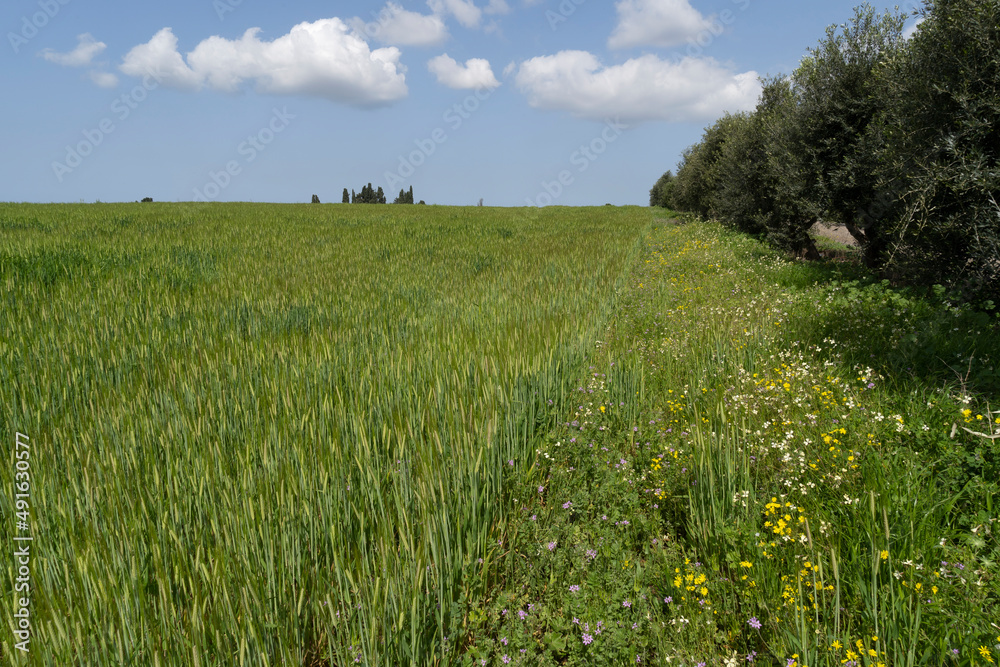 Fototapeta premium Green barley field, oats in the field