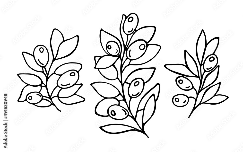 olive branch set, linear drawing olive branch set, linear drawing