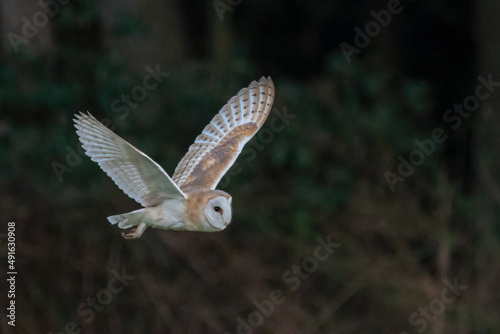 Barn owl (Tyto alba) hunting at dusk. Beautiful British owl in flight, North Norfolk, UK. 