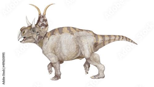 ディアブロケラトプスはアメリカ合衆国ユタ州の白亜紀後期の地層から発見された。原始的なセントロサウルスの仲間とされる。特徴的な目の上の長い角、フリルから伸びた禍々しい棘の印象からディアブロ（悪魔）のケラトプスとの学名を持つ。中型の角竜類であるが、頭部の角の位置や鼻の部分のフォルムはカスモサウルスに近いのではないかと思わせる。その分岐に遡る種類なのかもしれない。植物食、あるいは雑食。 © Mineo