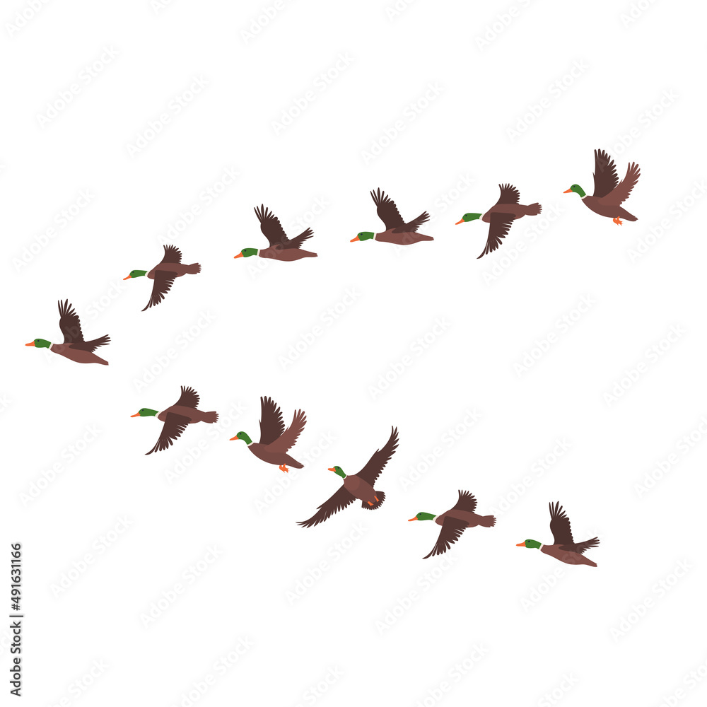 flock of birds set flat design, isolated, vector