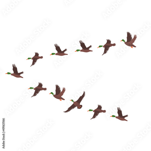 flock of birds set flat design, isolated, vector