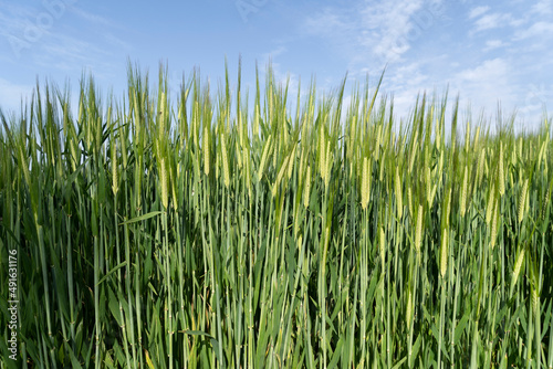 Green barley field, oats in the field