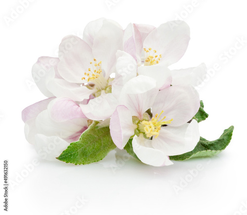 Fototapeta Naklejka Na Ścianę i Meble -  Spring flowers of apple fruit trees isolated on white background