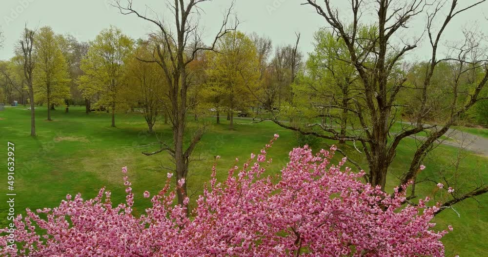 Pink flowers with Sakura cherry blossoming alley trees and green lawn in spring of wonderful scenic park Pink flowers with Sakura cherry blossoming alley trees and green lawn in spring of wonderful scenic park