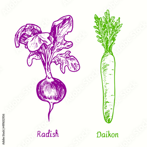  Radish and Daikon or mooli, Raphanus sativus. Ink black and white doodle drawing in woodcut style