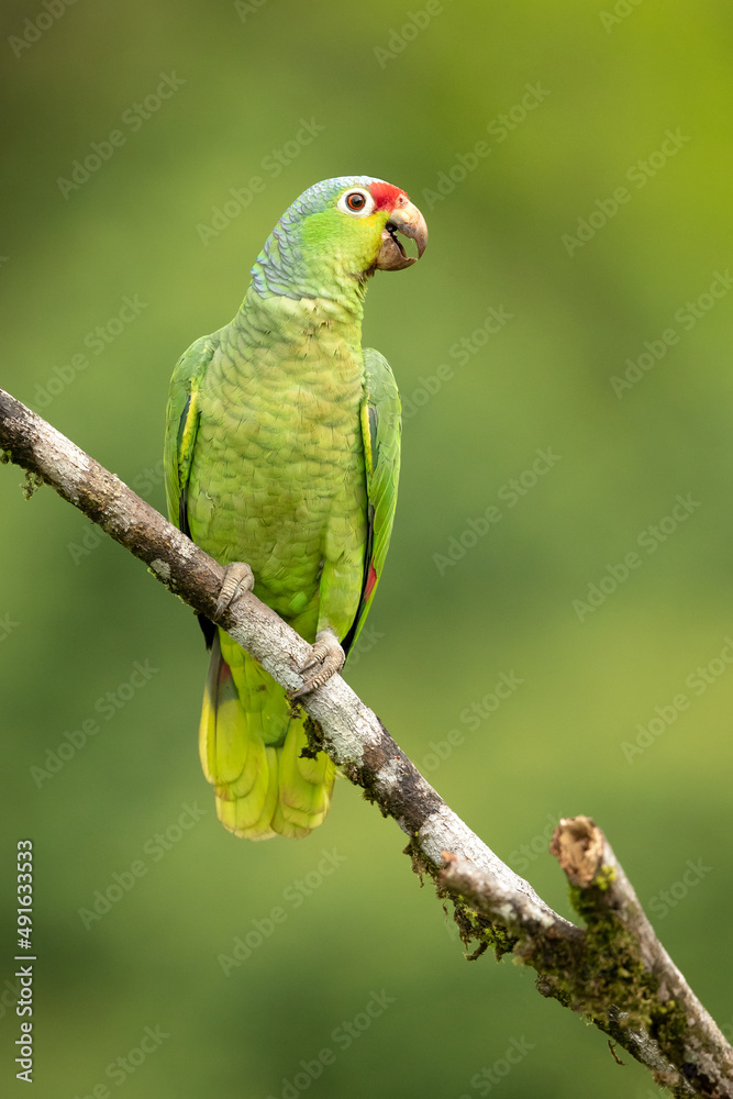 The red-lored amazon or red-lored parrot (Amazona autumnalis) is a species of amazon parrot, native to tropical regions of the Americas, from eastern Mexico south to Ecuador 