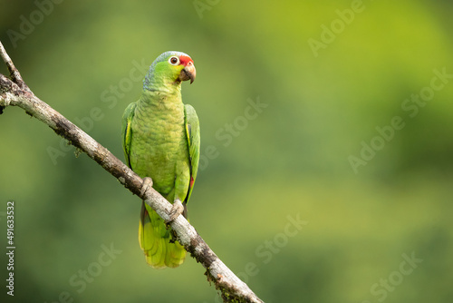 The red-lored amazon or red-lored parrot  Amazona autumnalis  is a species of amazon parrot  native to tropical regions of the Americas  from eastern Mexico south to Ecuador 