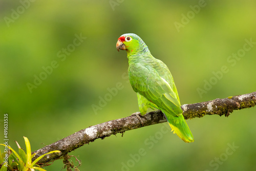 The red-lored amazon or red-lored parrot (Amazona autumnalis) is a species of amazon parrot, native to tropical regions of the Americas, from eastern Mexico south to Ecuador  photo