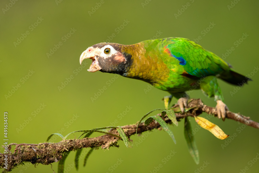 Obraz premium The brown-hooded parrot (Pyrilia haematotis) is a small parrot which is a resident breeding species from southeastern Mexico to north-western Colombia.