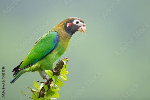 The brown-hooded parrot (Pyrilia haematotis) is a small parrot which is a resident breeding species from southeastern Mexico to north-western Colombia. photo