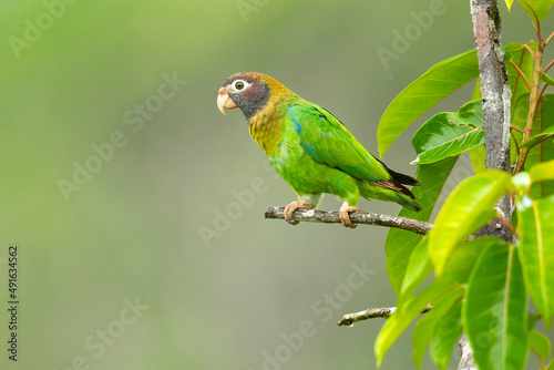 The brown-hooded parrot (Pyrilia haematotis) is a small parrot which is a resident breeding species from southeastern Mexico to north-western Colombia. © Milan