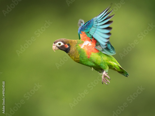 The brown-hooded parrot (Pyrilia haematotis) is a small parrot which is a resident breeding species from southeastern Mexico to north-western Colombia. © Milan