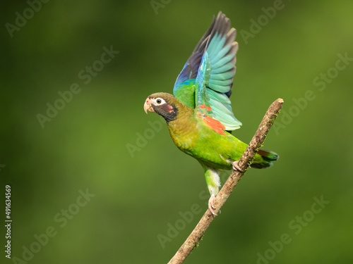 The brown-hooded parrot (Pyrilia haematotis) is a small parrot which is a resident breeding species from southeastern Mexico to north-western Colombia.