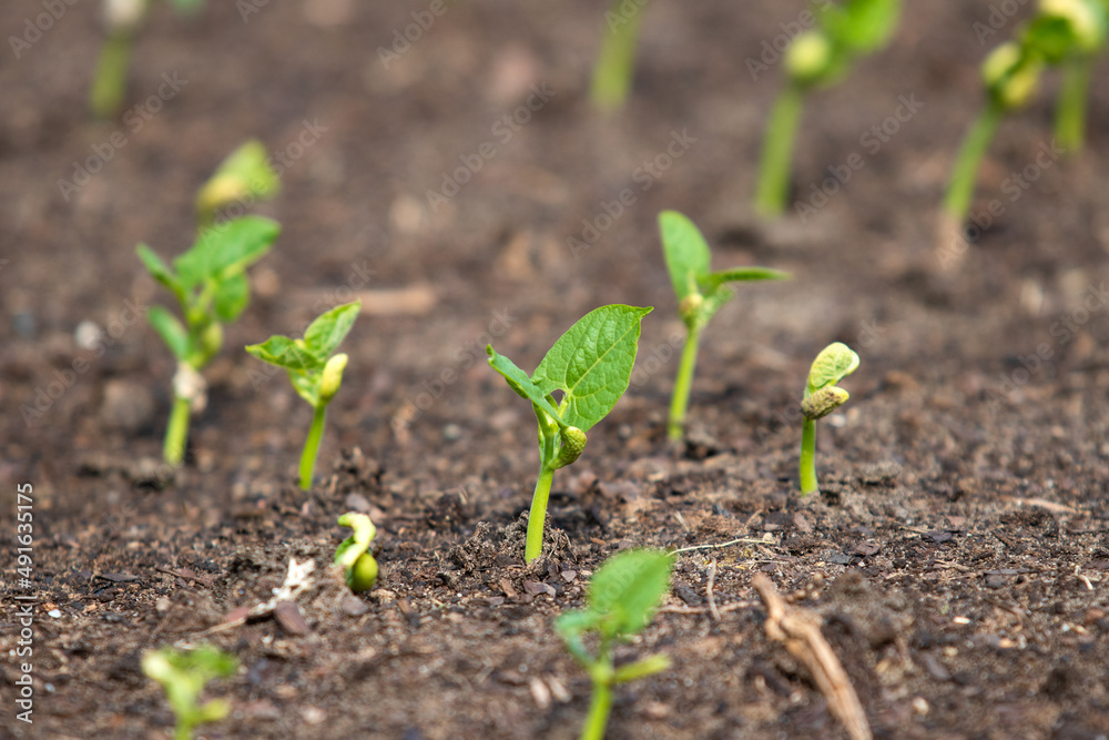 
Growing new vegetables in the garden