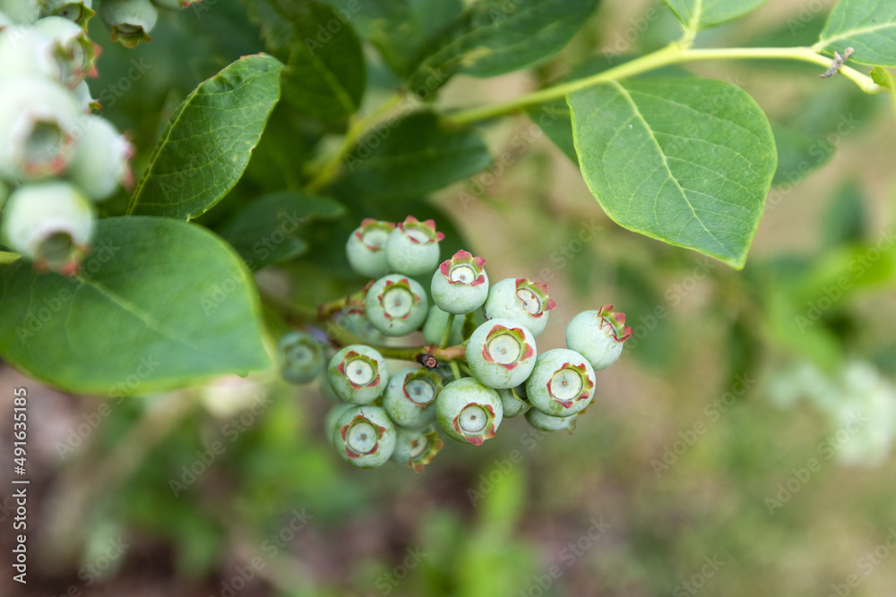 Blueberry bush with fruit in the garden
Blueberry bush with fruit in the garden