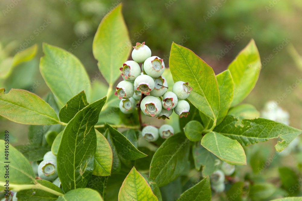 Blueberry bush with fruit in the garden