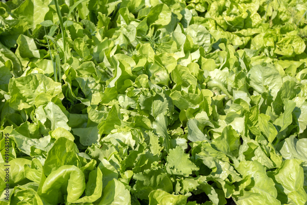 Lettuce growing in the garden
Lettuce growing in the garden