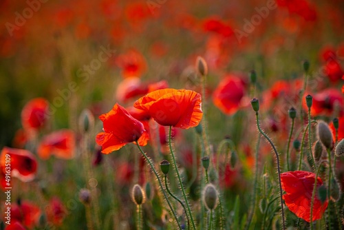 Red poppies. Buds of wildflowers and garden flowers. Red poppy blossoms. Wild field nature flower