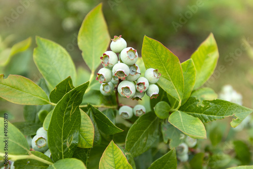 Obraz na płótnie
Blueberry bush with fruit in the garden w salonie