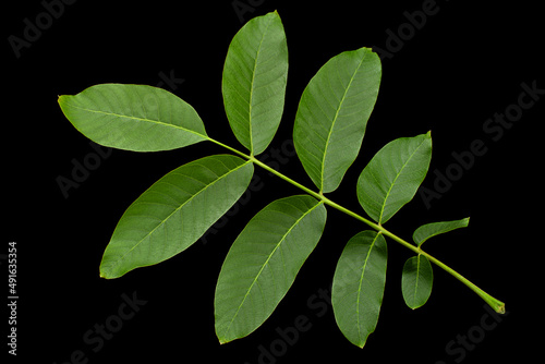 Walnut tree leaf closeup