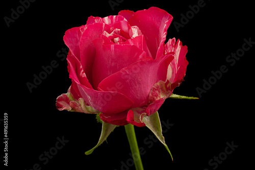 Pink rose flower closeup
