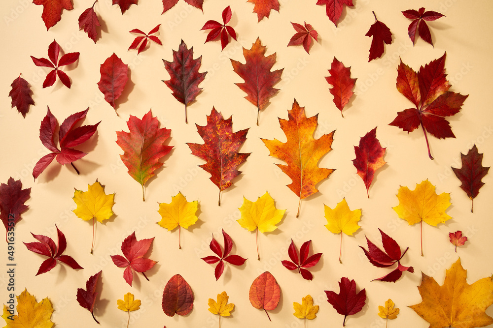 Autumn background with red, orange and yellow leaves, top view Autumn background with red, orange and yellow leaves, top view