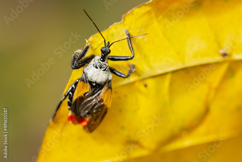 Assassin bug (Apiomerus vexillarius) is an inscet from Costa Rica photo