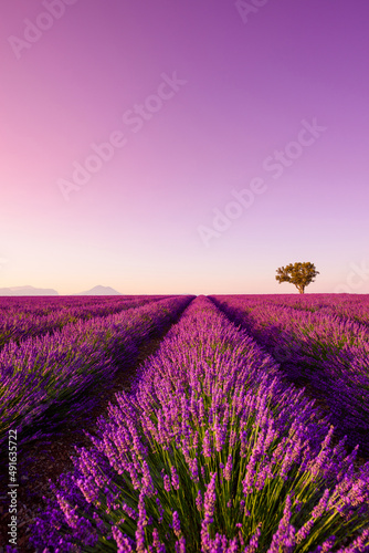Blooming lavender fields with bushes rows and lonely tree in Valensole Provence at sunset