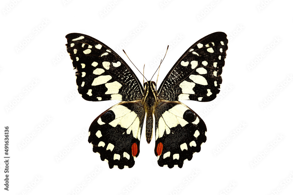 Beautiful butterfly isolated on white background. Variation on different positions of the beautiful butterfly. Beautiful butterfly isolated on white background. Variation on different positions of the beautiful butterfly.
