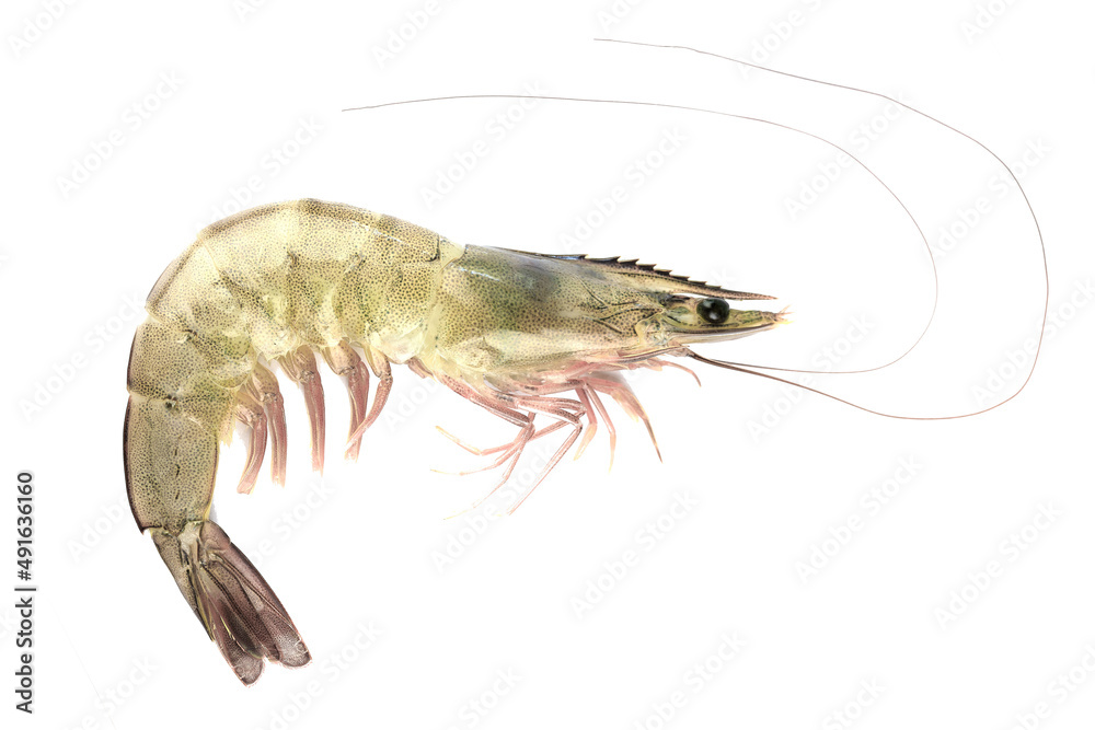 pacific white shrimp isolated on white background close up closeup macro shot. pacific white shrimp isolated on white background close up closeup macro shot.