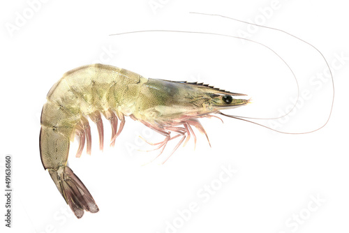pacific white shrimp isolated on white background close up closeup macro shot. © Gan