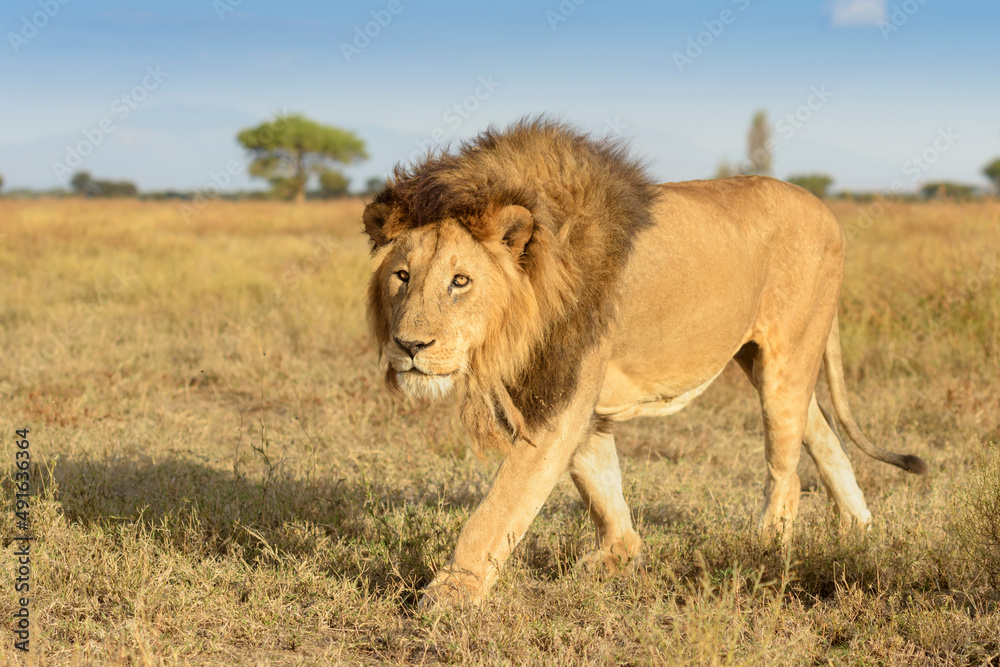 African Lion (Panthera leo) male walking on savanna, looking at camera, close up, Ngorongoro Conservation Area, Tanzania. African Lion (Panthera leo) male walking on savanna, looking at camera, close up, Ngorongoro Conservation Area, Tanzania.