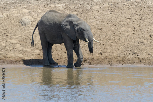 Young African elephant  Loxodonta africana  bull with cut trunk drinking  Serengeti national park  Tanzania.